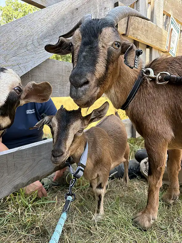 New Goats